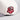 Oklahoma Sooners Hat Cream & Grey Suede Border Snapback - Side Patch Detail