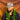 Tonga T Camo Hat Polynesian All-Camo White Logo Coat of Arms Snapback - On Model Portrait Lifestyle